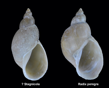 Stagnicola o Radix